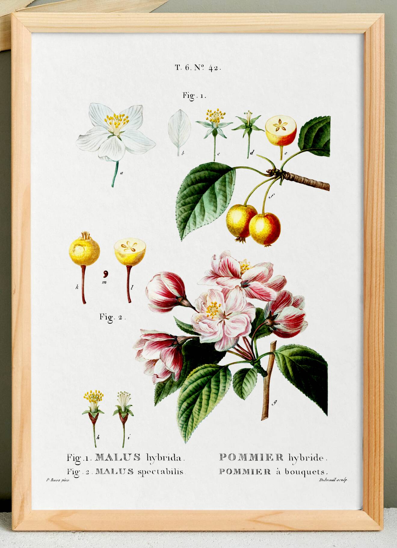 Vintage poster of the hybrid apple tree, after an 1802 engraving