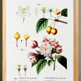 Vintage poster of the hybrid apple tree, after an 1802 engraving