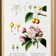 Vintage poster of the hybrid apple tree, after an 1802 engraving