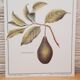 Planche botanique  Avocatier