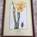 Reproduction P J redoute "iris monnieri" sous verre cadre bois
