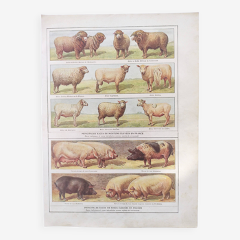 Gravure ancienne de 1920 • Moutons et Cochons • Planche originale de la ferme