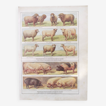 Old engraving from 1920 • Sheep and Pigs • Original farm plan