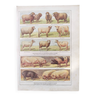 Gravure ancienne de 1920 • Moutons et Cochons • Planche originale de la ferme