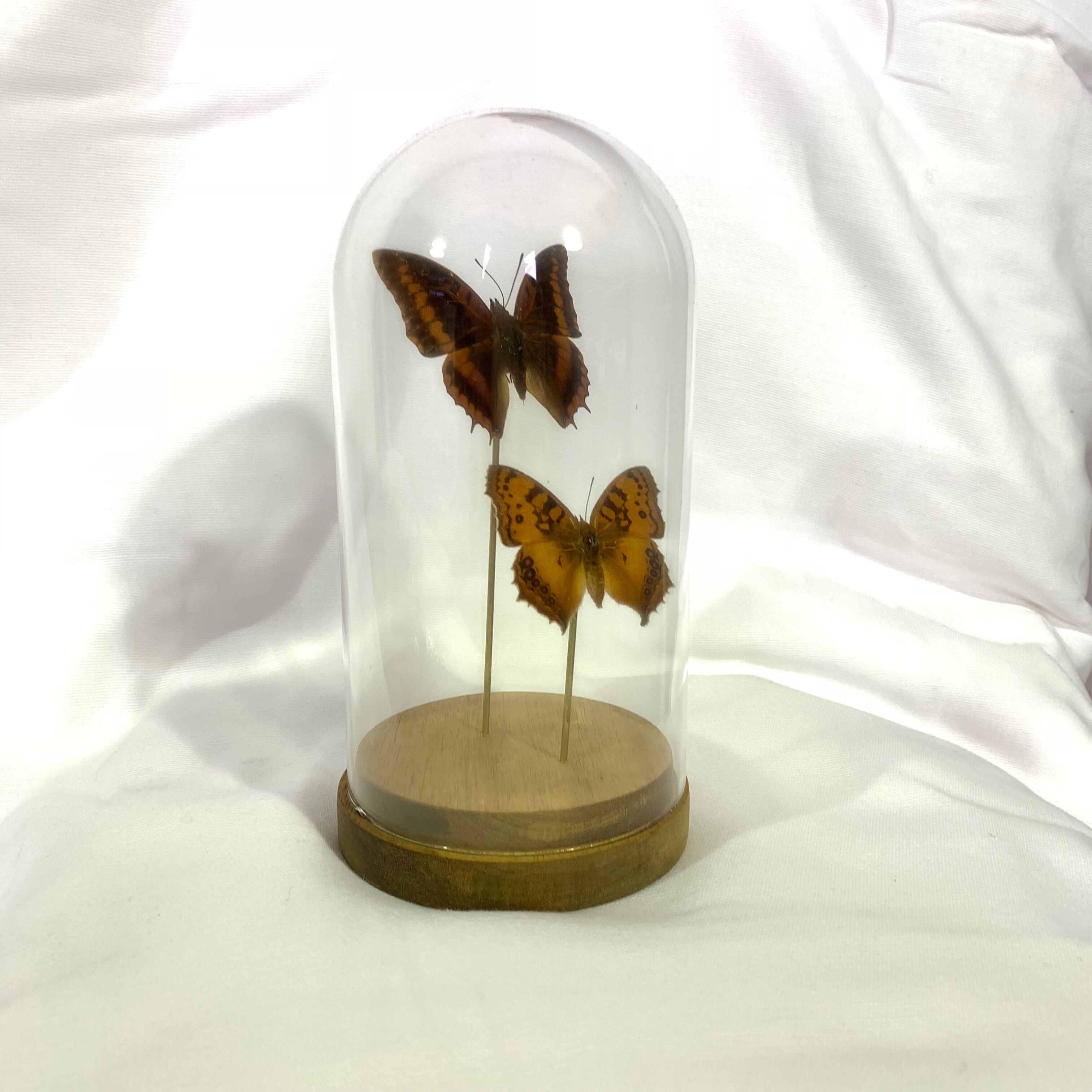 Butterflies under globe