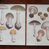 Set of 2 botanical posters - mushrooms