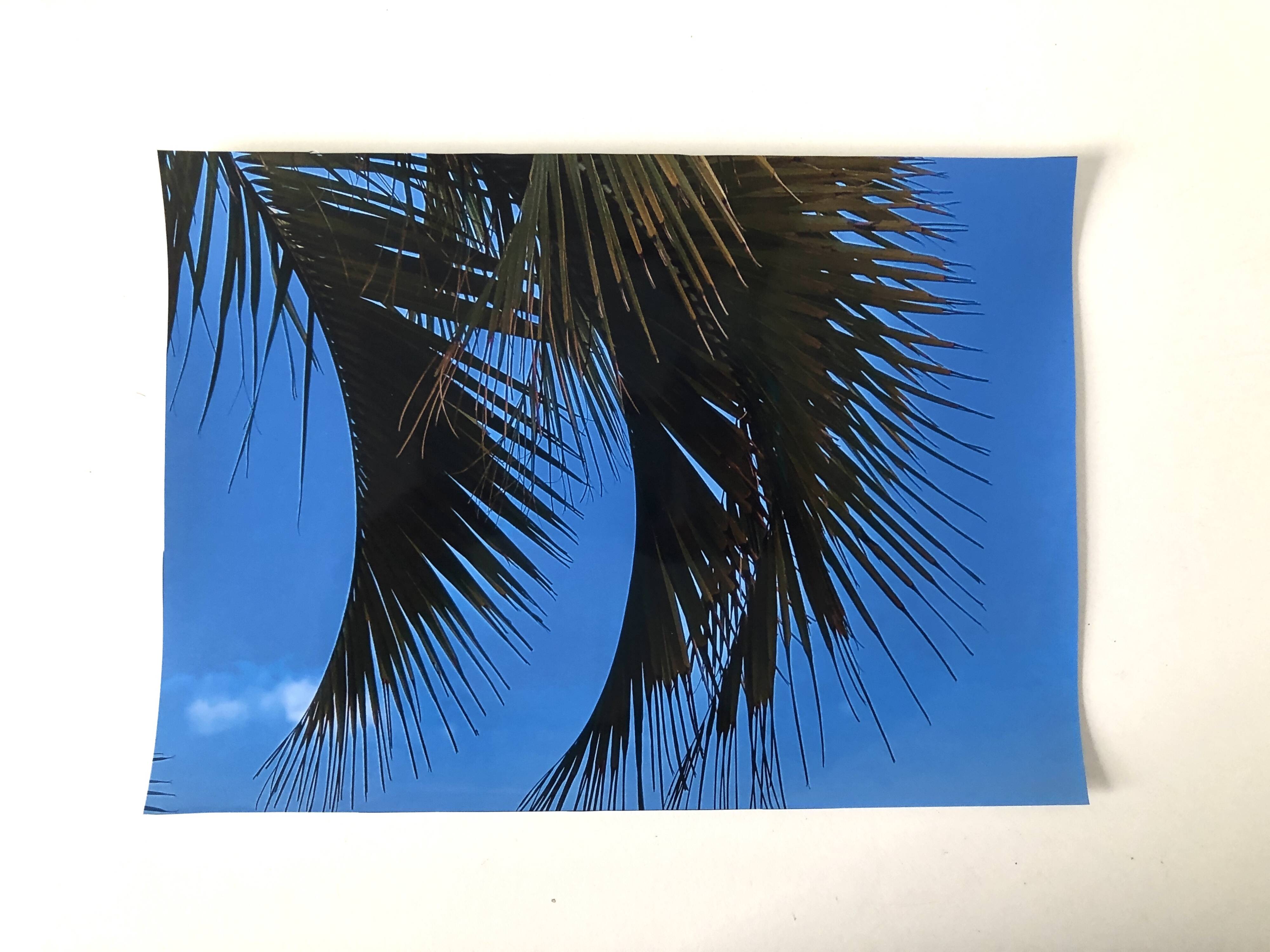 Photography Palms Blue Green