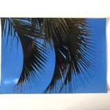 Photographie Palmes Bleu Vert