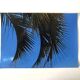 Photography Palms Blue Green
