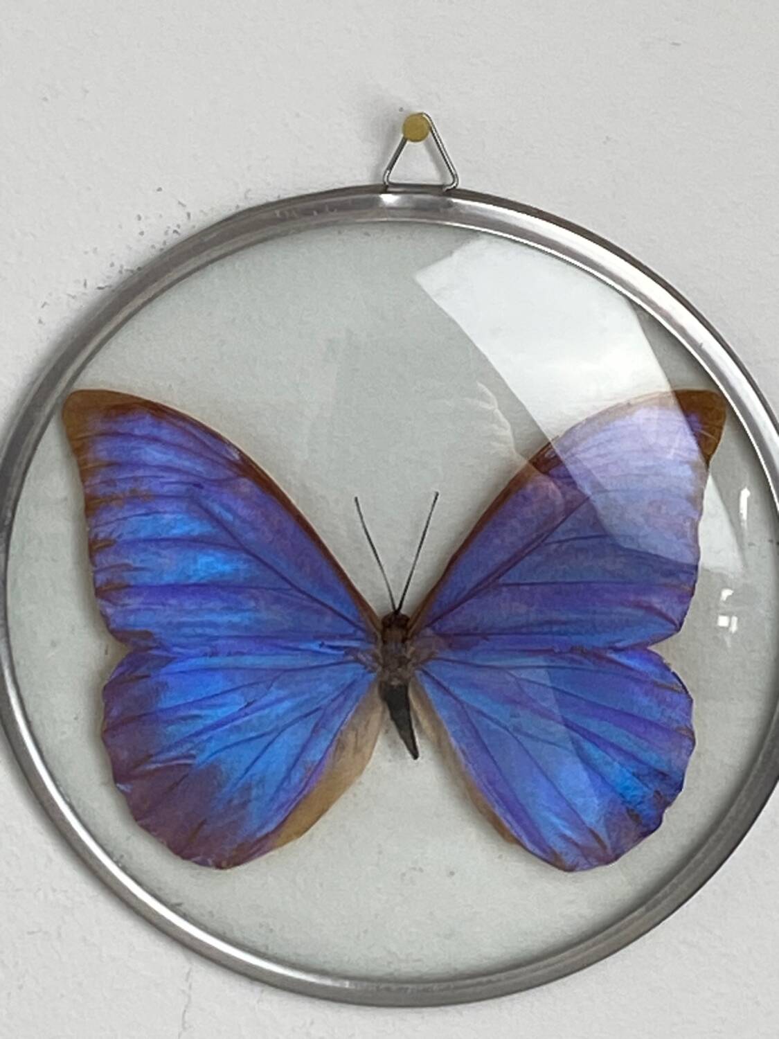 Naturalized morpho butterfly under curved glass