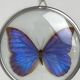 Naturalized morpho butterfly under curved glass