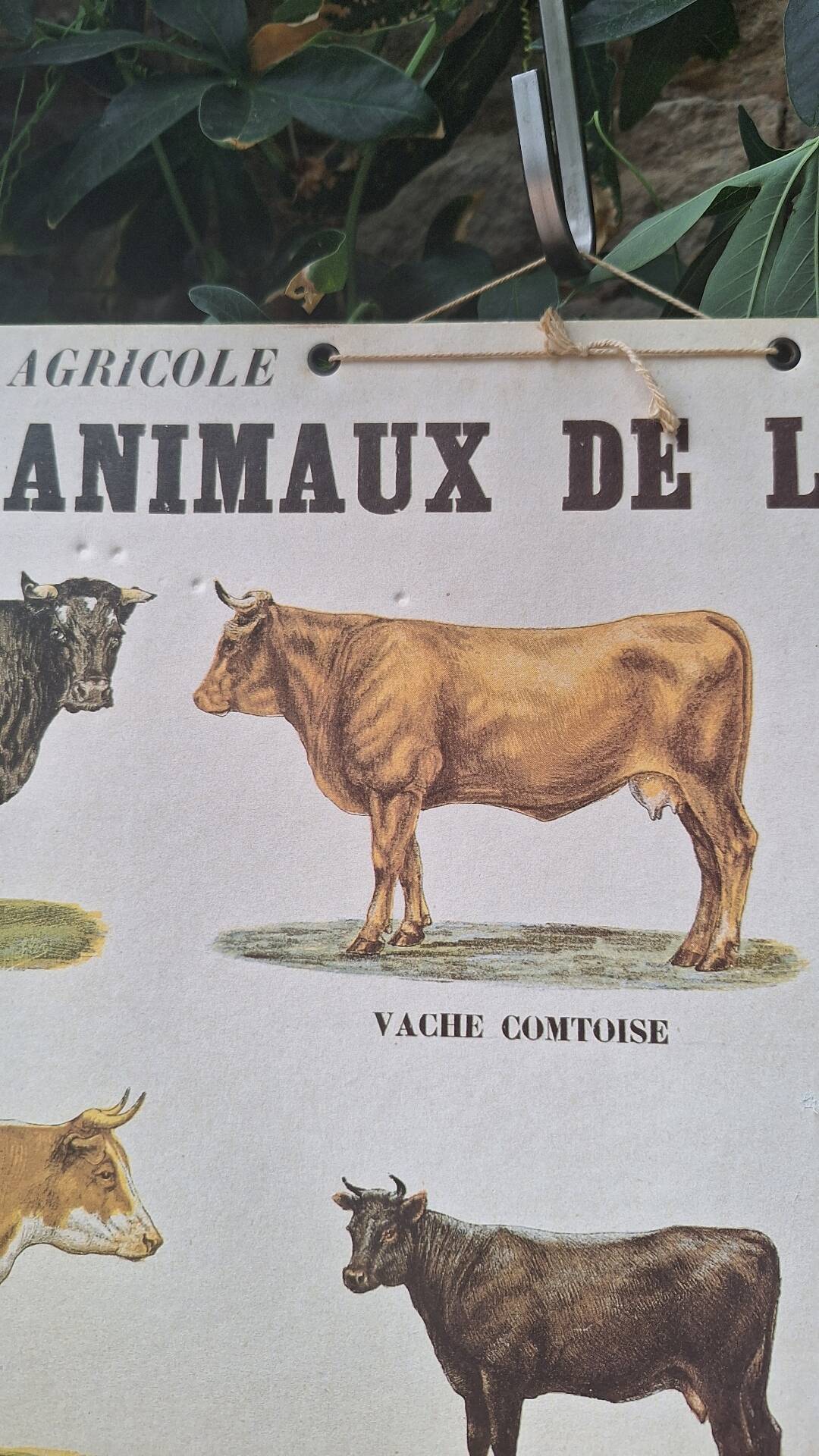 Planche pédagogique