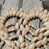 Shell trivet
