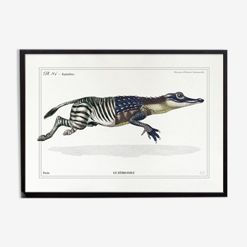 Chimera lithograph animal engraving - the zebrodile