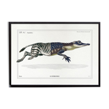 Chimera lithograph animal engraving - the zebrodile