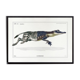Chimera lithograph animal engraving - the zebrodile