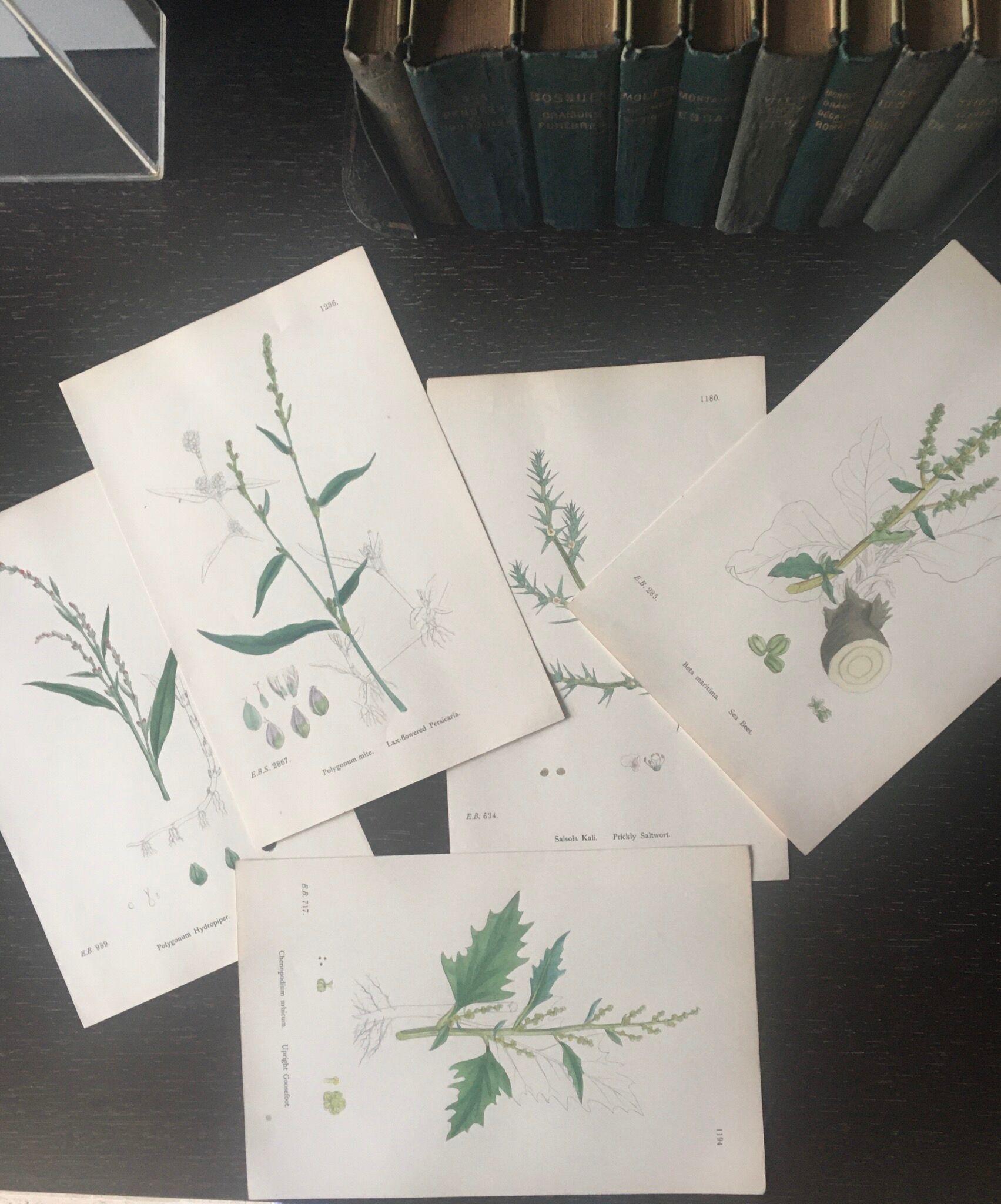 Botanical boards 1920