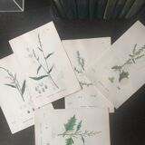 Botanical boards 1920