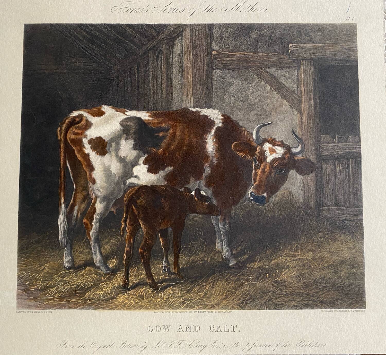 English colored engraving