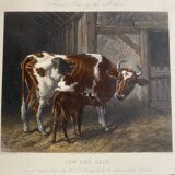 English colored engraving