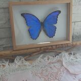 silver blue butterfly frame cabinet of curiosity framing taxidermy