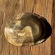 Dark beige oval petrified wood bowl 25x19 - 3782