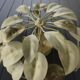 Chaumette vintage wall light