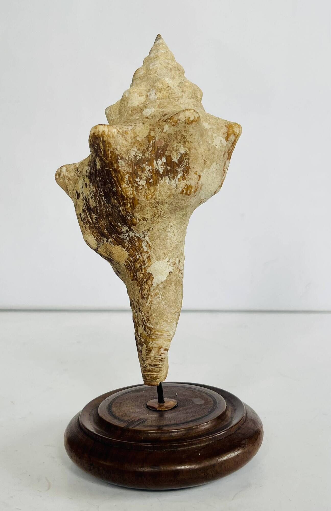 Coquillage