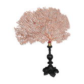 Cabinet of Curiosities gorgon red paramuricea clavata on base