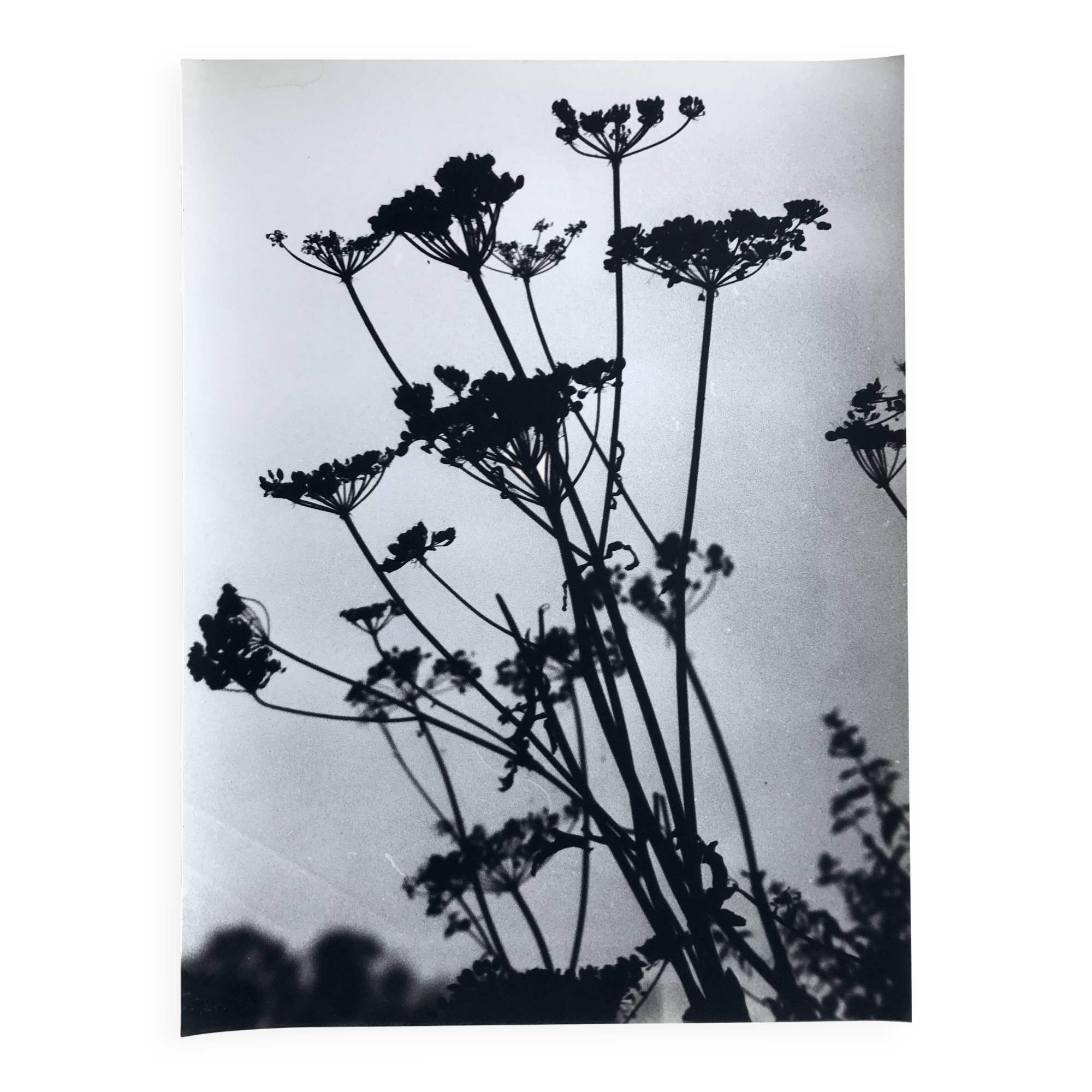 Rosine NUSIMOVICI, Untitled (Umbelliferae), c 1980. Black and white silver print