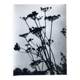 Rosine NUSIMOVICI, Untitled (Umbelliferae), c 1980. Black and white silver print