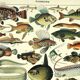 Antique engraving 1897 A. Millot - Fish 1, marine animals