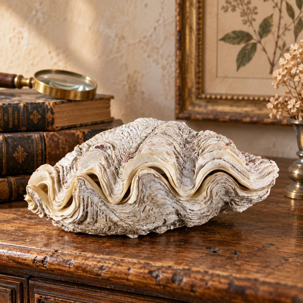 Natural two-valve scallop shell – Curiosity cabinet – 22 cm