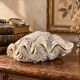 Natural two-valve scallop shell – Curiosity cabinet – 22 cm
