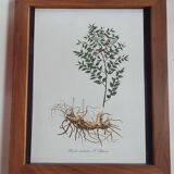 Frame table lithograph botannic vintage plant 34cm 29cm