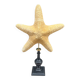 Starfish on a turned wooden base, late 19th century - cabinet of curiosities