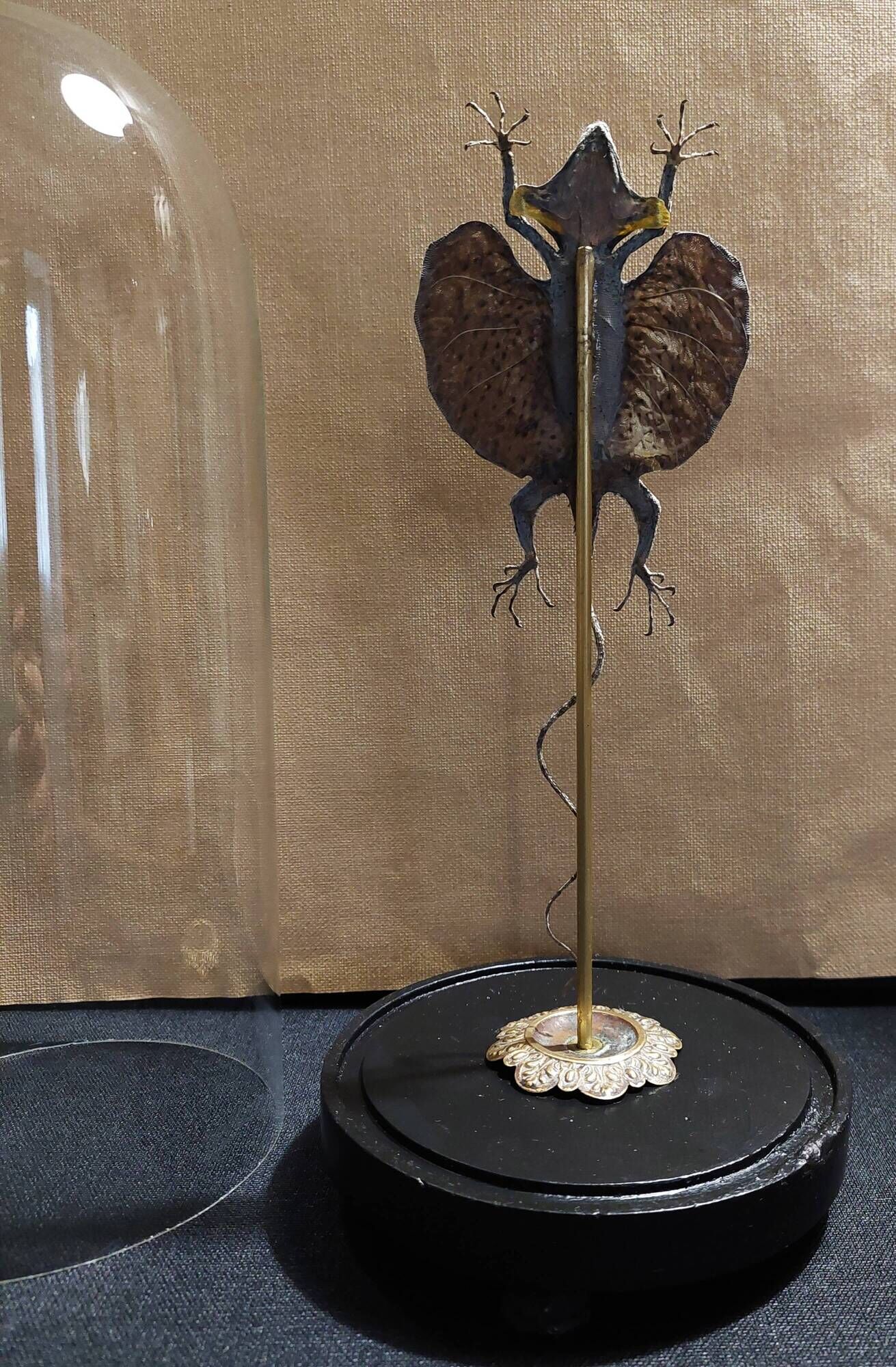 Cabinet of Curiosities globe 19th century flying lizard draco fimbriatus