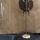 Cabinet of Curiosities globe 19th century flying lizard draco fimbriatus