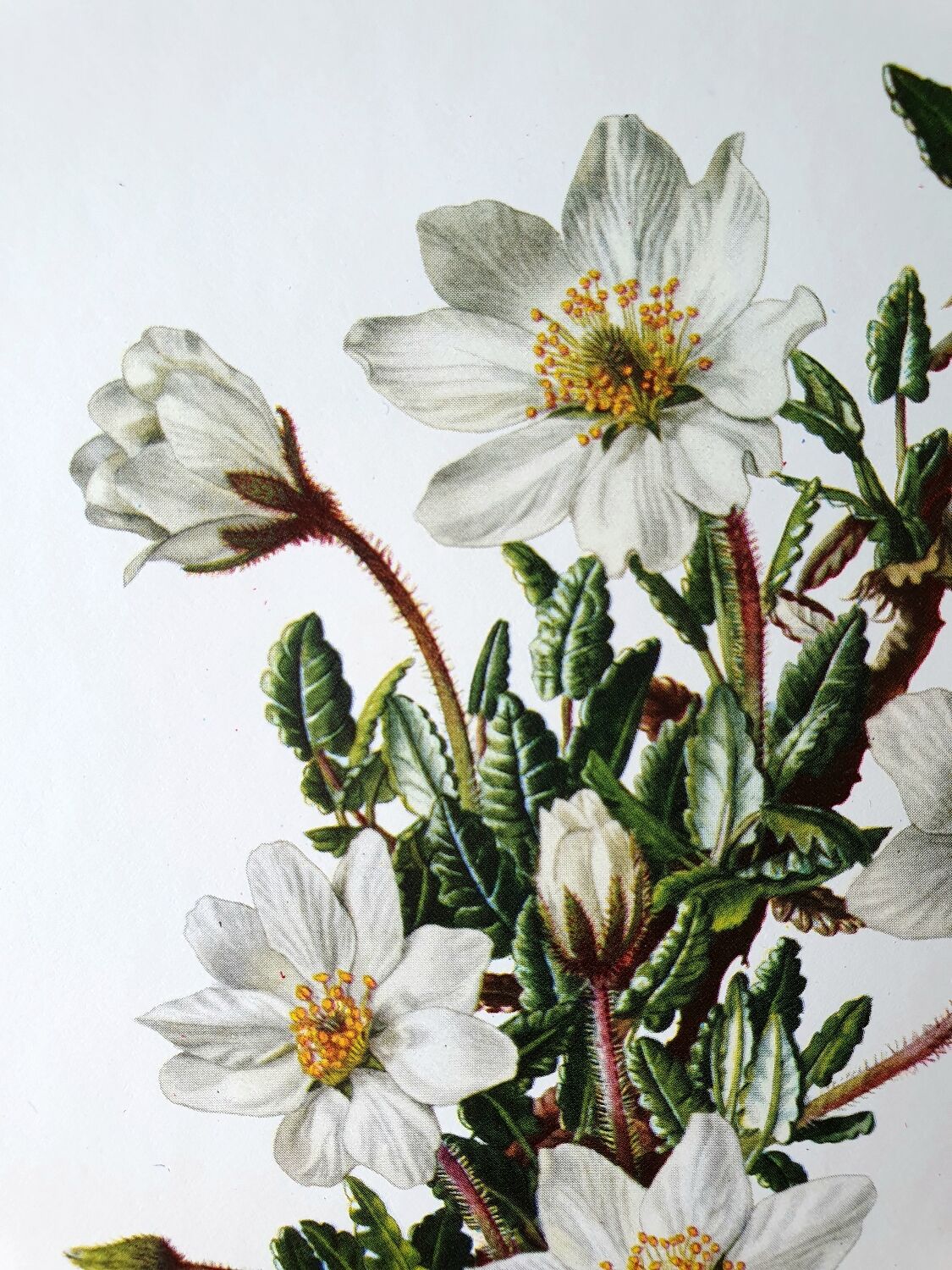 Dryad botanical board