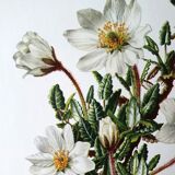 Dryad botanical board