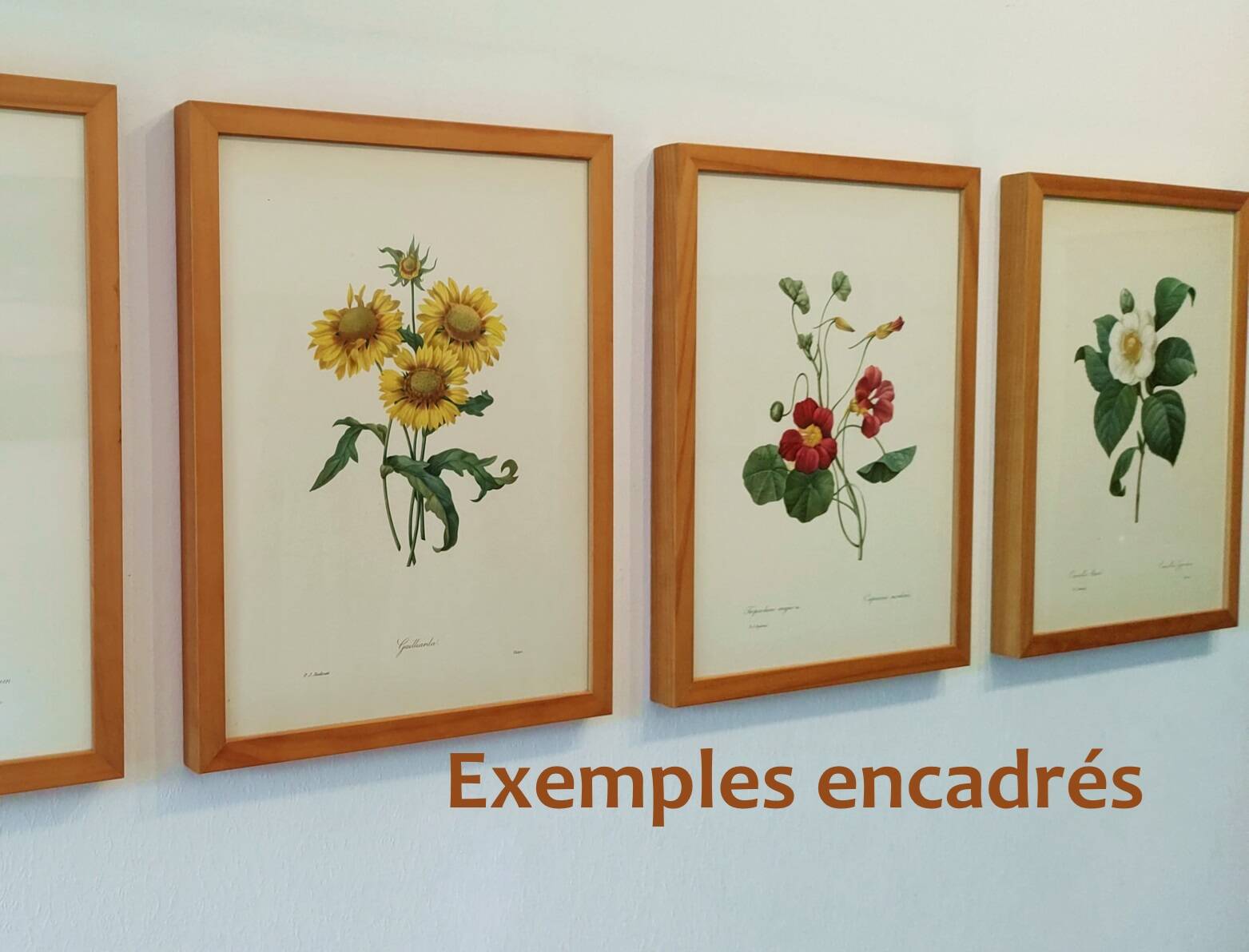 Vintage antique botanical -1955- Dalea double- engraving by PJ. Redouté