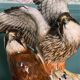 Birds couple of falcons Karl Ens