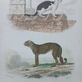 Affiche - gravure zoologique ancienne - chat et guépard (mi 19ème)
