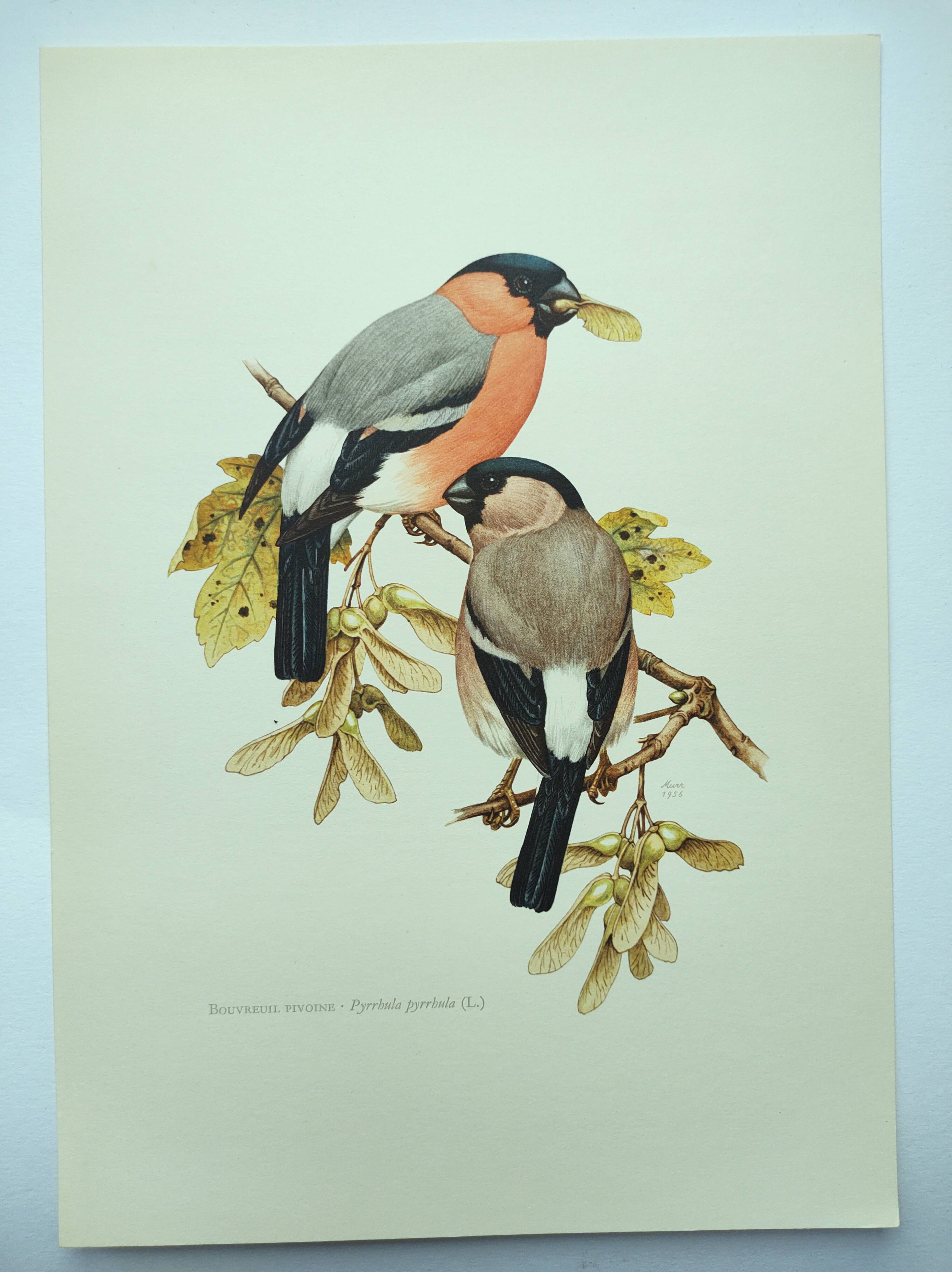 Old bird plate from the 1960s - Bullfinch - Nature and ornithology illustration