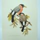 Old bird plate from the 1960s - Bullfinch - Nature and ornithology illustration