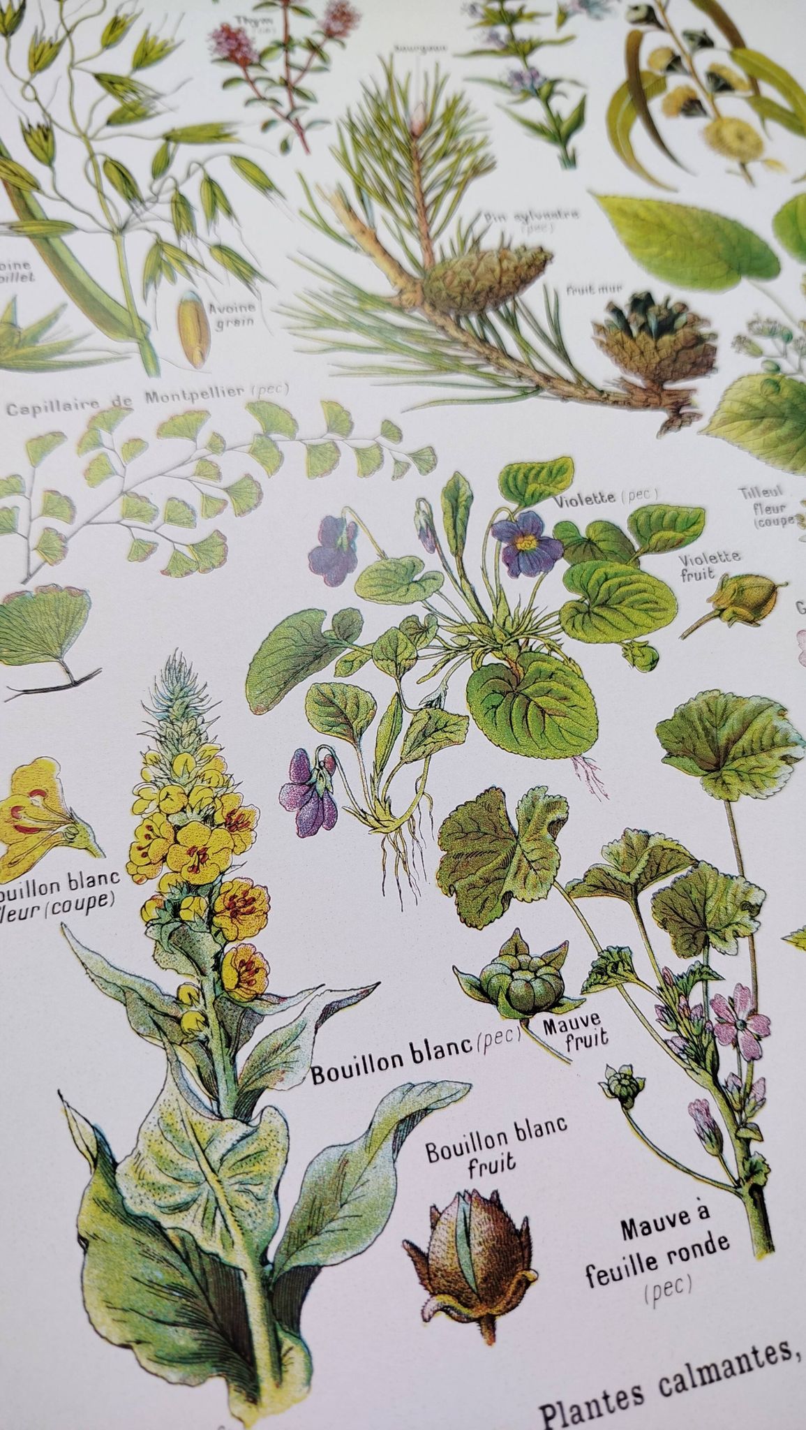 Affiche sur les plantes calmantes, d'après une lithographie de 1928