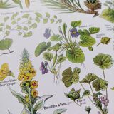 Poster on calming plants, based on a 1928 lithograph