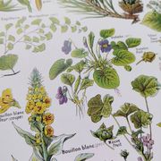 Affiche sur les plantes calmantes, d'après une lithographie de 1928