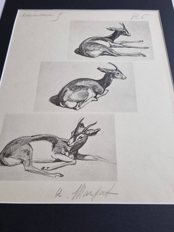 Planche illustrée, Études de Gazelle, Signée André Margat, 1930-1950