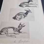 Planche illustrée, Études de Gazelle, Signée André Margat, 1930-1950